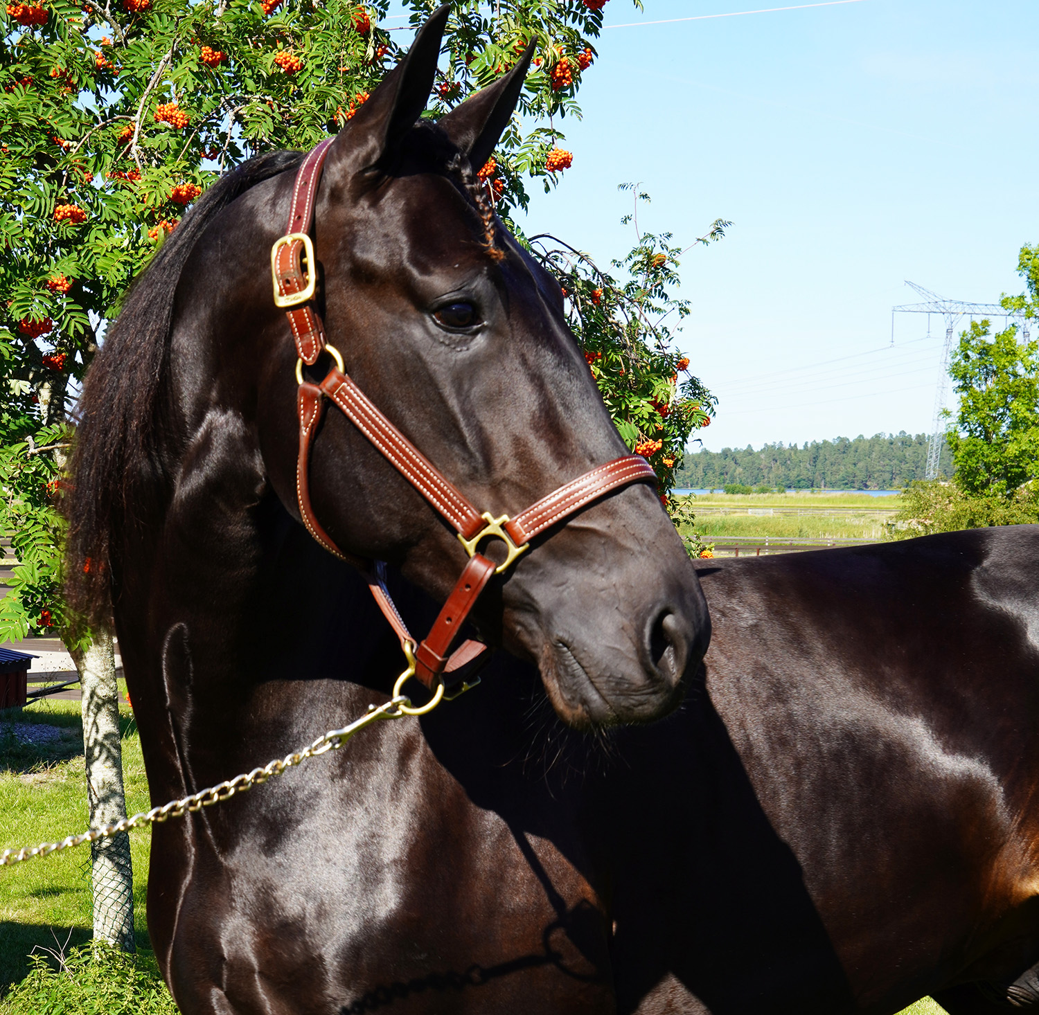 Kanske kommer bildsk&ouml;ne Hitting Hard kunna se tillbaka p&aring; 2026 som stallets vinstrikaste? Foto; A.Lindblom